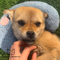 U-shaped dog and cat pillow for crate - Furlulustore