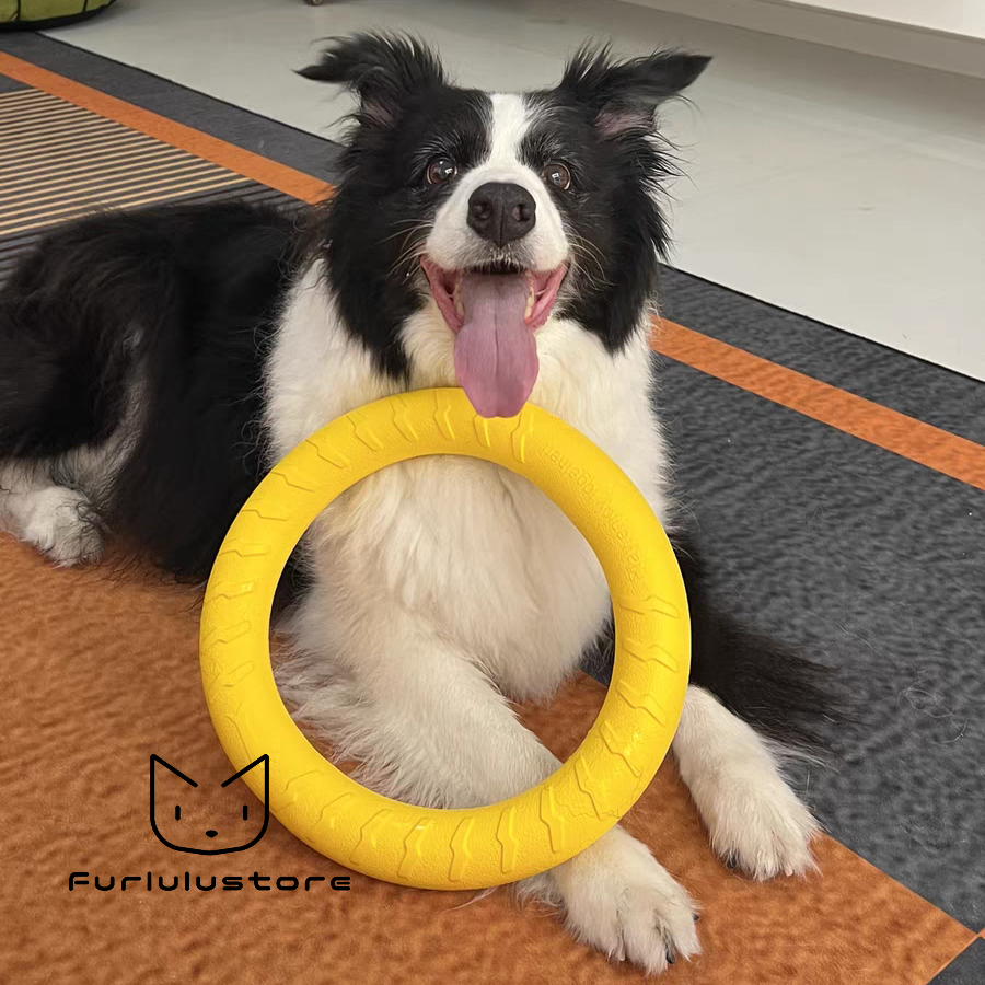 Dog playing fetch with flying ring - Furlulustore